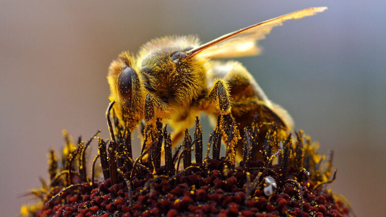 ハチ対策セット: ガーデニング時の安心ツール究極のセット！